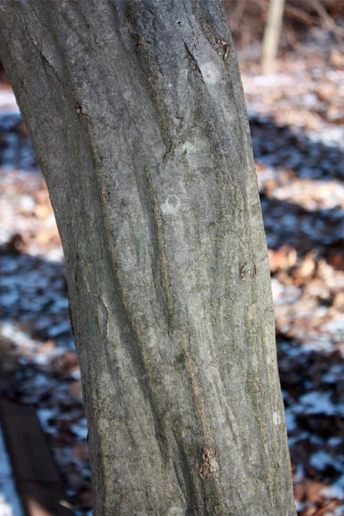 American Hornbeam (Ironwood Tree) - 1 Gallon Pot 4 American Hornbeam (Ironwood Tree) - 1 Gallon Pot - Image 4
