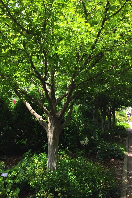 American Hornbeam (Ironwood Tree) - 7 Gallon Pot (6-7') 7 American Hornbeam (Ironwood Tree) - 7 Gallon Pot (6-7') - Image 7