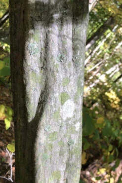 American Hornbeam (Ironwood Tree) - 1 Gallon Pot 15 American Hornbeam (Ironwood Tree) - 1 Gallon Pot -Wilson Bros Gardens carpinus caroliniana american hornbeam 5 1