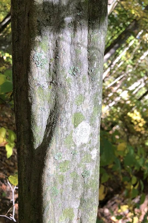 American Hornbeam (Ironwood Tree) - 7 Gallon Pot (6-7') 8 American Hornbeam (Ironwood Tree) - 7 Gallon Pot (6-7') - Image 8