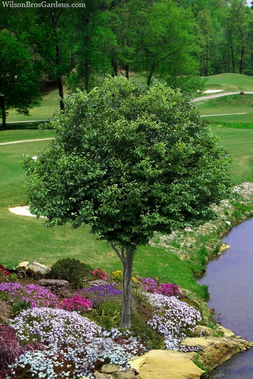 American Hornbeam (Ironwood Tree) - 1 Gallon Pot 1 American Hornbeam (Ironwood Tree) - 1 Gallon Pot