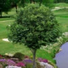 American Hornbeam (Ironwood Tree) - 7 Gallon Pot (6-7')
