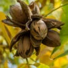 Hardy Pecan Tree (Carya Illinoinensis) - 3 Gallon Pot