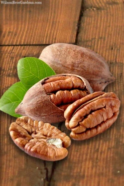 Hardy Pecan Tree (Carya Illinoinensis) - 3 Gallon Pot -Wilson Bros Gardens carya illinionensis hardy pecan 4 1