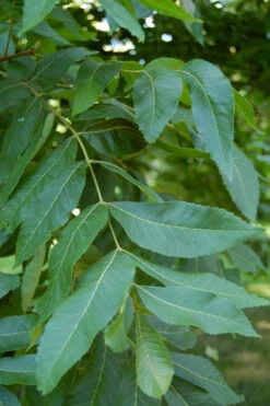 Caddo Pecan Tree - 5 Gallon Pot 11 Caddo Pecan Tree - 5 Gallon Pot -Wilson Bros Gardens carya illinionensis hardy pecan 5 3
