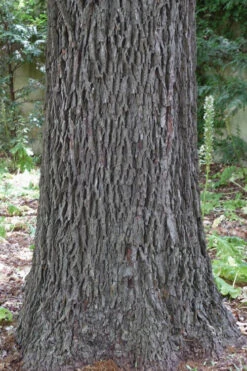 Avalon Pecan Tree - 5 Gallon Pot -Wilson Bros Gardens carya illinionensis hardy pecan 6