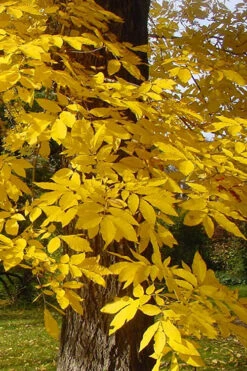 Hardy Pecan Tree (Carya Illinoinensis) - 1 Gallon Pot -Wilson Bros Gardens carya illinionensis hardy pecan fall leaf color 4 2