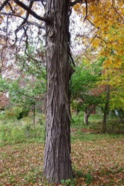 Shagbark Hickory Tree (Carya Ovata) - 3 Gallon Pot -Wilson Bros Gardens carya ovata shagbark hickory tree 1 1
