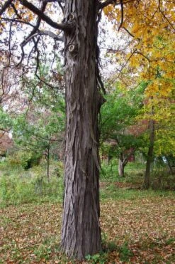 Shagbark Hickory Tree (Carya Ovata) - 3 Gallon Pot 15 Shagbark Hickory Tree (Carya Ovata) - 3 Gallon Pot -Wilson Bros Gardens carya ovata shagbark hickory tree 1