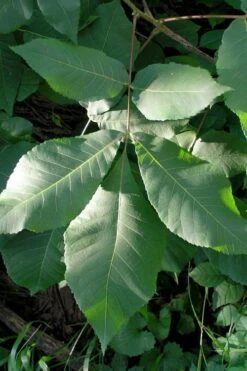 Shagbark Hickory Tree (Carya Ovata) - 3 Gallon Pot 14 Shagbark Hickory Tree (Carya Ovata) - 3 Gallon Pot -Wilson Bros Gardens carya ovata shagbark hickory tree leaves 3