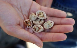 Shagbark Hickory Tree (Carya Ovata) - 3 Gallon Pot -Wilson Bros Gardens carya ovata shagbark hickory tree nuts 4 1