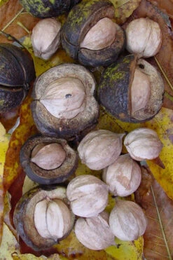 Shagbark Hickory Tree (Carya Ovata) - 3 Gallon Pot -Wilson Bros Gardens carya ovata shagbark hickory tree nuts 5 1