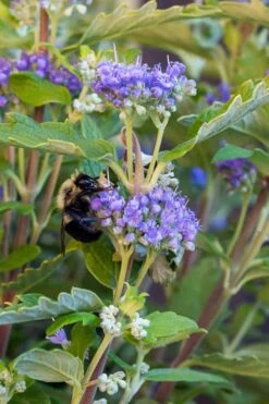 Beekeeper Blue Mist Shrub (Caryopteris) - 3 Gallon Pot -Wilson Bros Gardens caryopteris beekeeper bluebeard 3