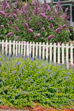 Beekeeper Blue Mist Shrub (Caryopteris) - 3 Gallon Pot -Wilson Bros Gardens caryopteris beekeeper bluebeard 5
