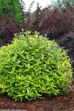 Beekeeper Blue Mist Shrub (Caryopteris) - 3 Gallon Pot -Wilson Bros Gardens caryopteris beekeeper bluebeard 6 1