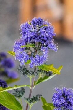 Beekeeper Blue Mist Shrub (Caryopteris) - 3 Gallon Pot -Wilson Bros Gardens caryopteris beeker bluebeard 2