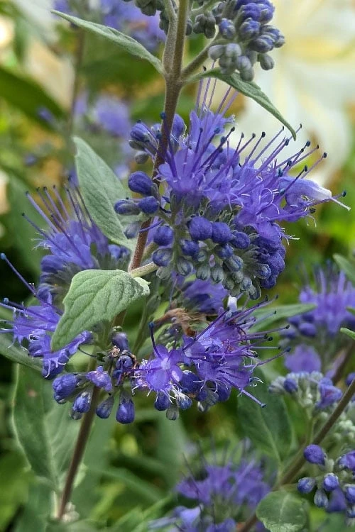Dark Knight Blue Mist Shrub (Caryopteris) - 3 Gallon Pot 5 Dark Knight Blue Mist Shrub (Caryopteris) - 3 Gallon Pot - Image 5
