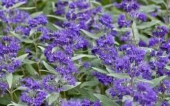 Dark Knight Blue Mist Shrub (Caryopteris) - 3 Gallon Pot 13 Dark Knight Blue Mist Shrub (Caryopteris) - 3 Gallon Pot -Wilson Bros Gardens caryopteris clandonensis dark knight blue mist shrub 7 1
