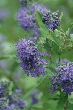 Longwood Blue Blue Mist Shrub (Caryopteris) - 3 Gallon Pot -Wilson Bros Gardens caryopteris clandonensis longwood blue blue mist shrub 3 1