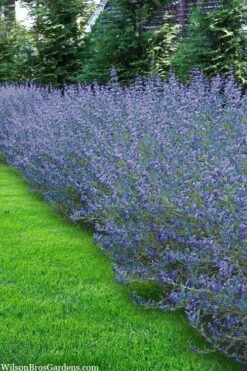 Longwood Blue Blue Mist Shrub (Caryopteris) - 1 Gallon Pot -Wilson Bros Gardens caryopteris clandonensis longwood blue blue mist shrub 5