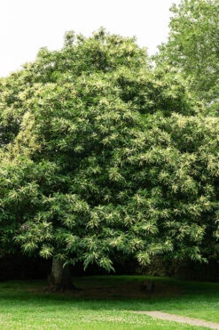 Hybrid Chestnut Tree (Castanea Dentata X Millesimal) - 3 Gallon Pot -Wilson Bros Gardens castanea dentata dunstan chestnut tree in bloom 1