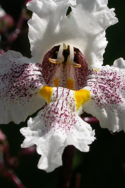 Purple Catalpa Tree - 7 Gallon Pot (6-7') 4 Purple Catalpa Tree - 7 Gallon Pot (6-7') - Image 4