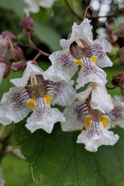Purple Catalpa Tree - 7 Gallon Pot (6-7') 7 Purple Catalpa Tree - 7 Gallon Pot (6-7') - Image 7