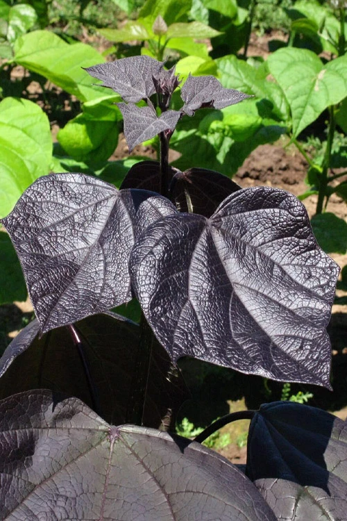 Purple Catalpa Tree - 7 Gallon Pot (6-7') 1 Purple Catalpa Tree - 7 Gallon Pot (6-7')