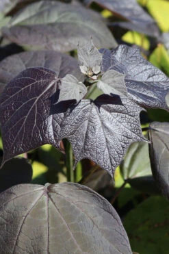 Purple Catalpa Tree - 7 Gallon Pot (6-7') 15 Purple Catalpa Tree - 7 Gallon Pot (6-7') -Wilson Bros Gardens catalpa erubescens purple catalpa tree 2