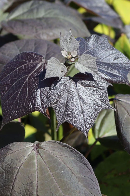 Purple Catalpa Tree - 7 Gallon Pot (6-7') 8 Purple Catalpa Tree - 7 Gallon Pot (6-7') - Image 8