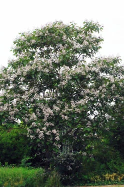 Purple Catalpa Tree - 7 Gallon Pot (6-7') 12 Purple Catalpa Tree - 7 Gallon Pot (6-7') -Wilson Bros Gardens catalpa erubescens purple catalpa tree 4