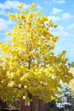 Purple Catalpa Tree - 7 Gallon Pot (6-7') 13 Purple Catalpa Tree - 7 Gallon Pot (6-7') -Wilson Bros Gardens catalpa speciosa northern catalpa tree 10