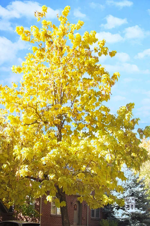 Purple Catalpa Tree - 7 Gallon Pot (6-7') 6 Purple Catalpa Tree - 7 Gallon Pot (6-7') - Image 6