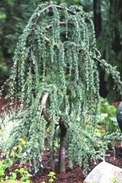 Serpentine Weeping Blue Atlas Cedar - 7 Gallon Pot (3-4') 12 Serpentine Weeping Blue Atlas Cedar - 7 Gallon Pot (3-4') -Wilson Bros Gardens ceadr blue atlas serpentine 1