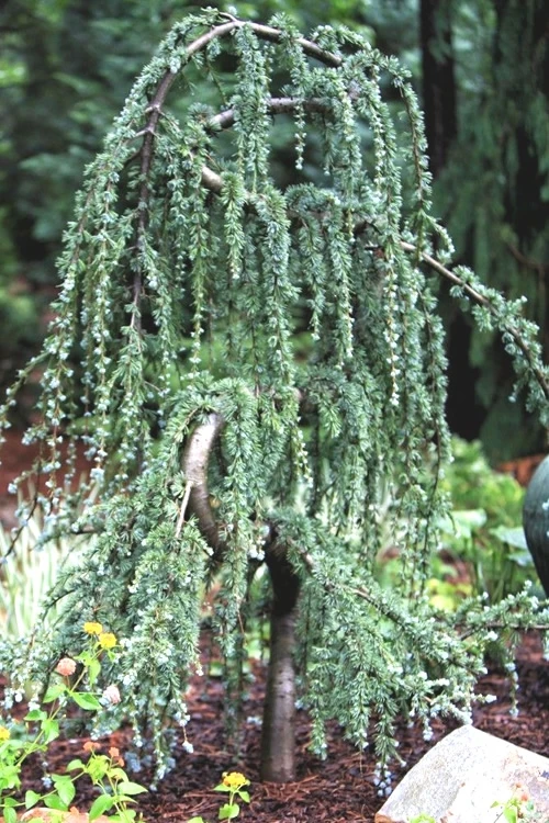 Serpentine Weeping Blue Atlas Cedar - 7 Gallon Pot (3-4') 6 Serpentine Weeping Blue Atlas Cedar - 7 Gallon Pot (3-4') - Image 6