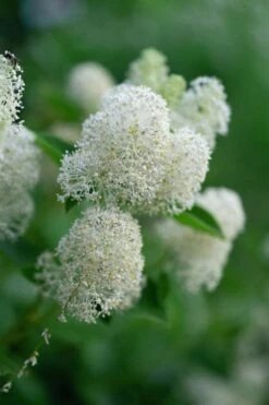 New Jersey Tea Plant (Ceanothus Americanus) - 1 Gallon Pot -Wilson Bros Gardens ceanothus americanus new jersey tea plant 13