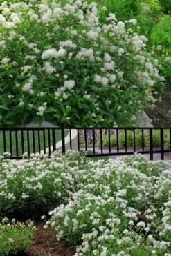 New Jersey Tea Plant (Ceanothus Americanus) - 1 Gallon Pot -Wilson Bros Gardens ceanothus americanus new jersey tea plant 14