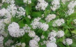 New Jersey Tea Plant (Ceanothus Americanus) - 1 Gallon Pot -Wilson Bros Gardens ceanothus americanus new jersey tea plant 7