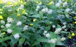 New Jersey Tea Plant (Ceanothus Americanus) - 1 Gallon Pot -Wilson Bros Gardens ceanothus americanus new jersey tea plant 9