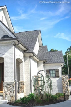 Serpentine Weeping Blue Atlas Cedar - 7 Gallon Pot (3-4') 11 Serpentine Weeping Blue Atlas Cedar - 7 Gallon Pot (3-4') -Wilson Bros Gardens cedar blue atlas serpentine 11