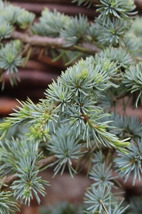 Sapphire Nymph Blue Atlas Cedar - 2 Gallon Pot 4 Sapphire Nymph Blue Atlas Cedar - 2 Gallon Pot - Image 4