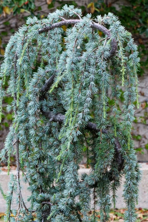 Serpentine Weeping Blue Atlas Cedar - 7 Gallon Pot (3-4') 4 Serpentine Weeping Blue Atlas Cedar - 7 Gallon Pot (3-4') - Image 4