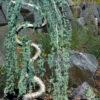 Serpentine Weeping Blue Atlas Cedar - 7 Gallon Pot (3-4')
