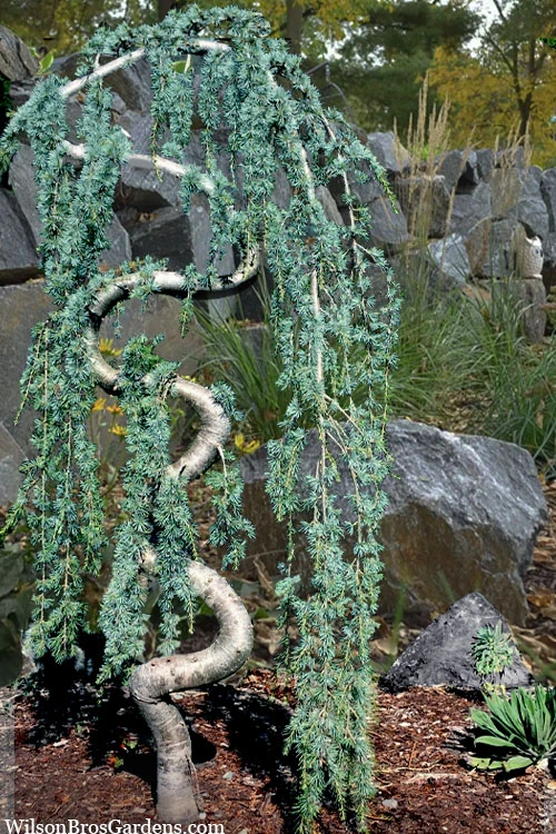 Serpentine Weeping Blue Atlas Cedar - 7 Gallon Pot (3-4') 1 Serpentine Weeping Blue Atlas Cedar - 7 Gallon Pot (3-4')