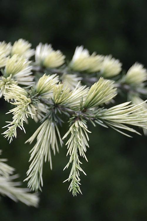 Sahara Ice Atlas Cedar - 3 Gallon Pot 4 Sahara Ice Atlas Cedar - 3 Gallon Pot - Image 4