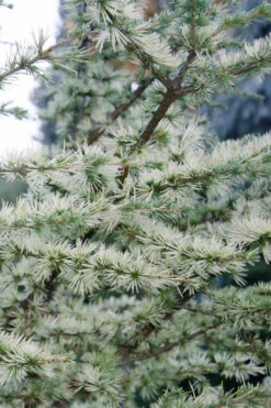 Sahara Ice Atlas Cedar - 1 Gallon Pot -Wilson Bros Gardens cedrus atlantica sahara ice atlas cedar 2