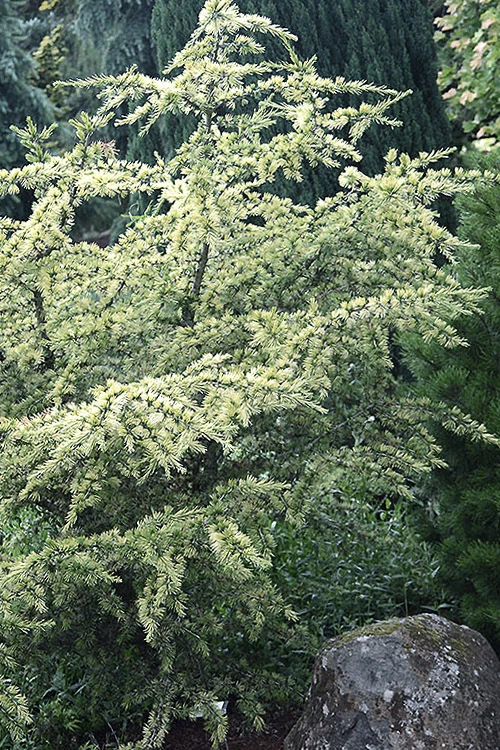 Sahara Ice Atlas Cedar - 3 Gallon Pot 5 Sahara Ice Atlas Cedar - 3 Gallon Pot - Image 5