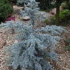 Sapphire Nymph Blue Atlas Cedar - 2 Gallon Pot