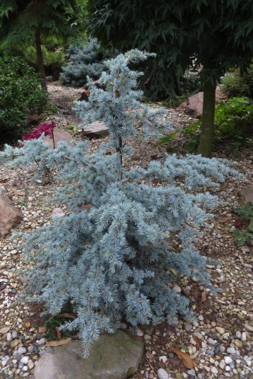 Sapphire Nymph Blue Atlas Cedar - 2 Gallon Pot 1 Sapphire Nymph Blue Atlas Cedar - 2 Gallon Pot