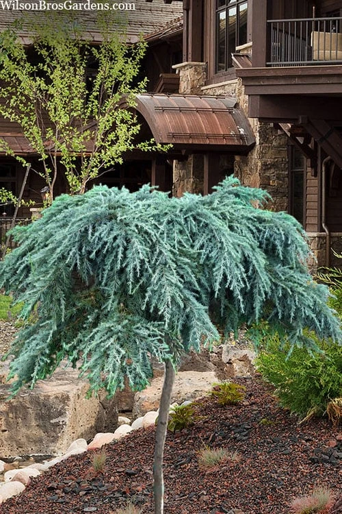 Feelin Blue Deodar Cedar (Single Trunk Tree Form) - 1 Gallon Pot 1 Feelin Blue Deodar Cedar (Single Trunk Tree Form) - 1 Gallon Pot